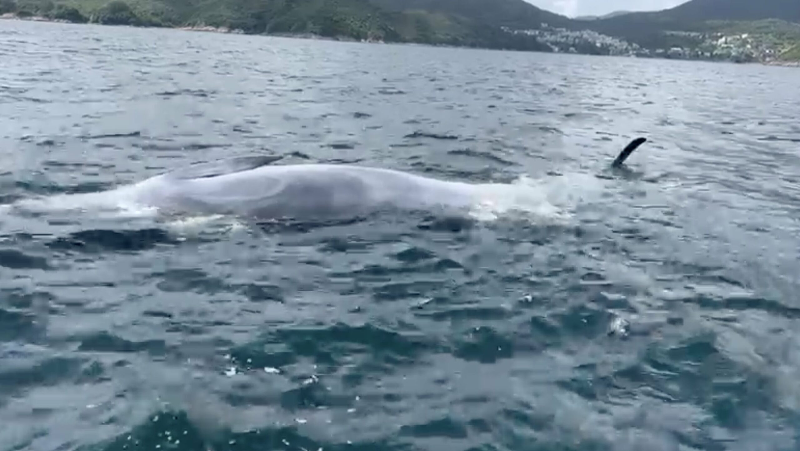 布氏鯨死於香港 局方稱設「禁船區」法例上複雜難實行團體批海岸保護區太細太散是鯨魚死因- 誌HK