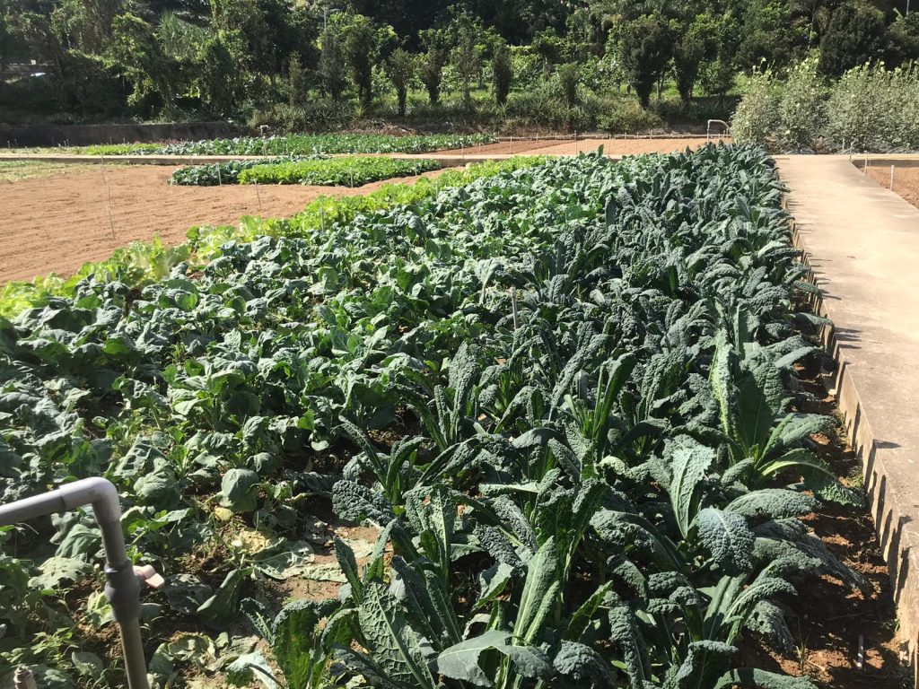 阿草的食品經常從哥哥的農場取材。