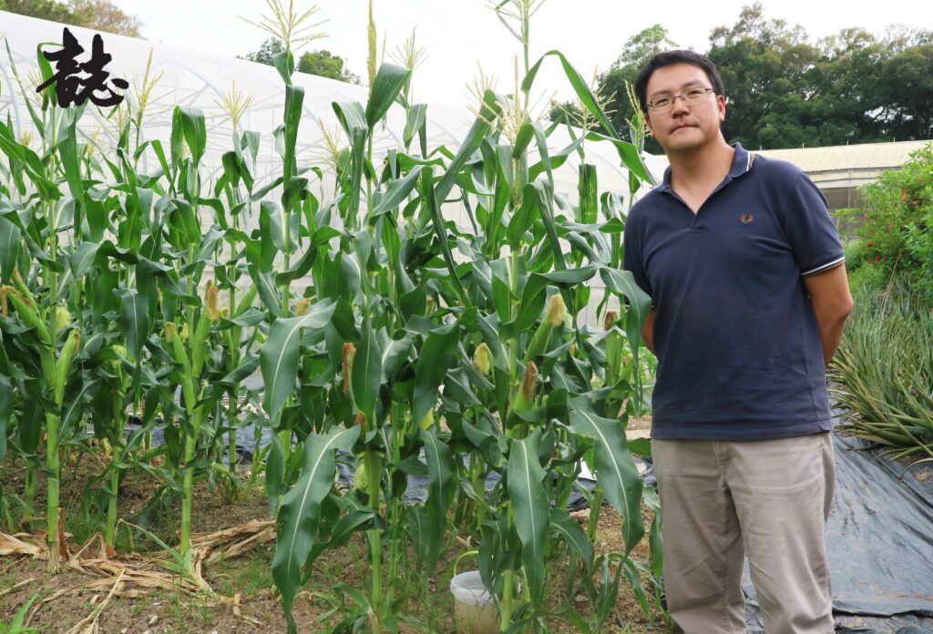 回收場裏有小農場,記者說粟米種得很靚,Shawn笑着說:「用咗加樂泥嘛!」(吳綽詩攝)(註:加樂泥為堆肥產品名稱)