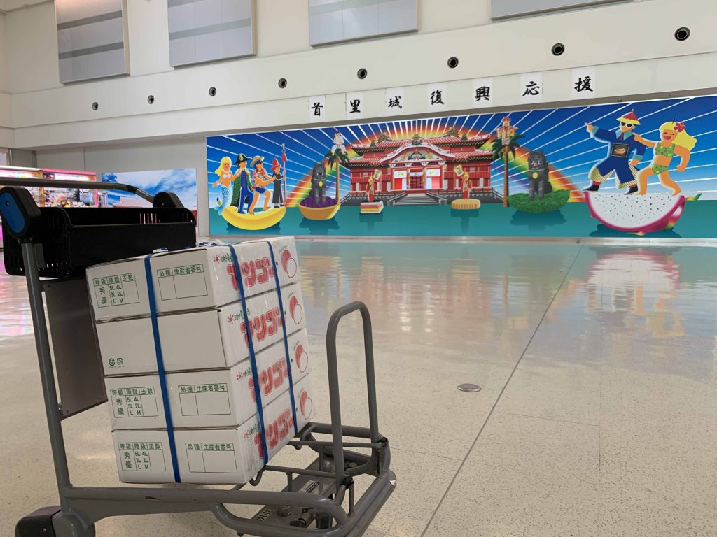 新鮮沖繩芒果準備出國。