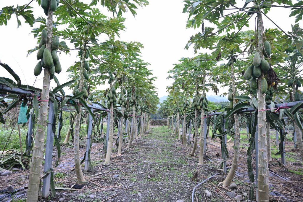 靈活多變的楊氏亦種植其他農產品如木瓜。（劉彥汶攝）