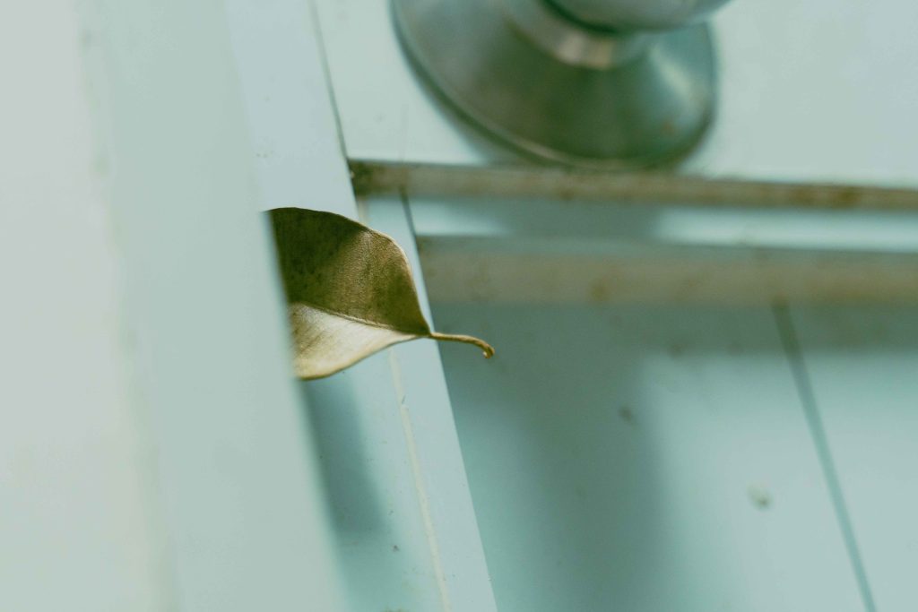 一葉知秋,有誰會想到樹葉也可以成為一張戲飛。(《野草》劇照)